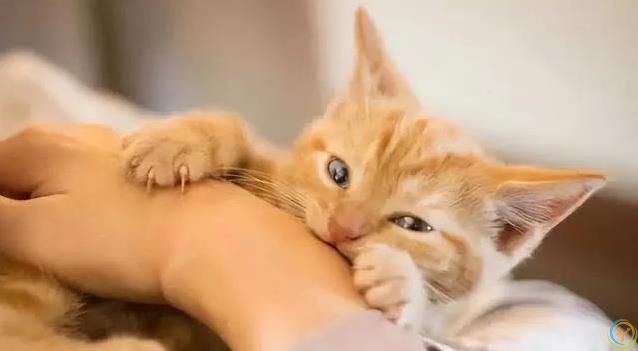 猫咪满屋跑酷为哪般？8种怪动作揭秘，你家猫中了几招？