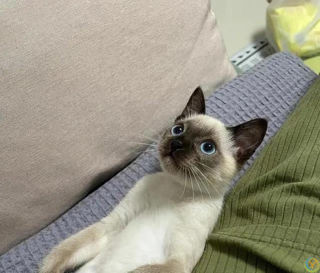 猫咪也痴情！这6种猫比狗还黏人，养了绝不后悔