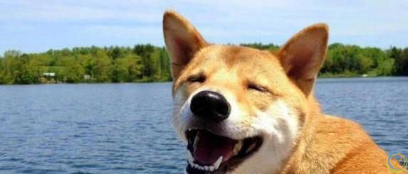 狗狗咧嘴笑得萌，主人却吓出一身汗？真相没你想得简单