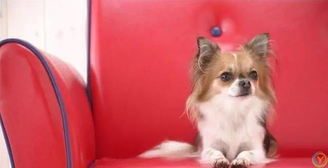 狗狗最爱这5件事，你家宝贝想要啥？