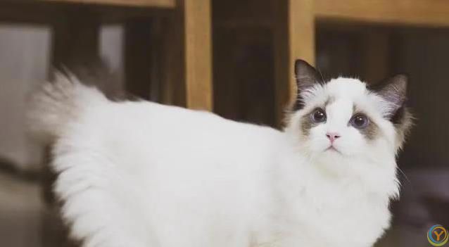 小猫球球被送奶奶家，名字喊错心烦意乱，减肥之路却意外开启