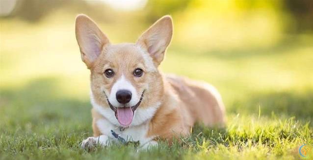 新狗到家不听喊？四招让它秒认名字！