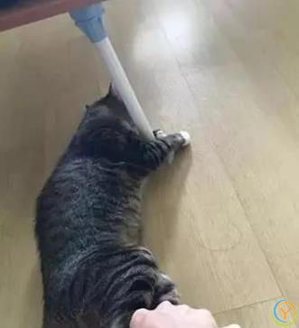 猫咪怕水死抱桌腿，主人哄半天无果，咋让它爱上洗澡？