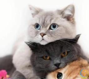 猫咪满屋跑酷为哪般？8种怪动作揭秘，你家猫中了几招？