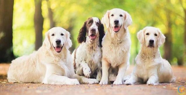 新狗到家不听喊？四招让它秒认名字！