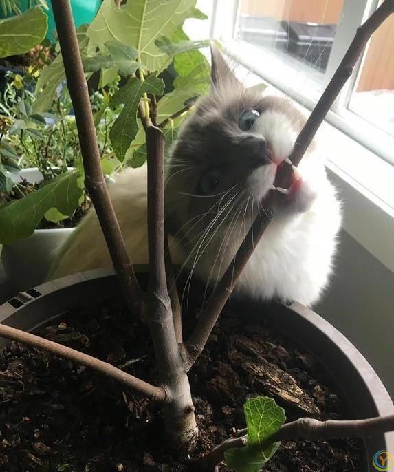 猫咪疯狂啃数据线，铲屎官气炸，4招让它乖乖听话？