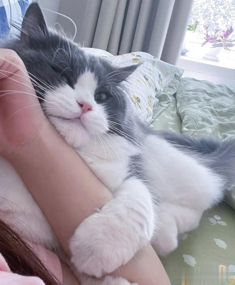 猫咪“喜欢”上床睡的8个原因，不是它怕冷，真正原因你知道吗