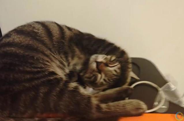 小猫睡觉姿势太离谱，半夜偷看笑翻了，谁家猫这么会整活？