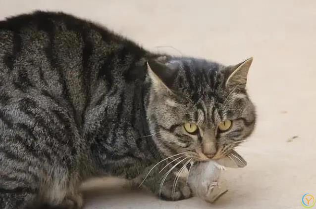 猫咪满屋跑酷为哪般？8种怪动作揭秘，你家猫中了几招？