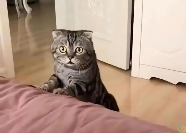 为什么猫咪一大早&ldquo;叫你起床&rdquo;？背后原因又气又暖！