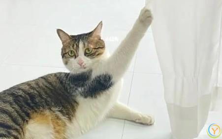 猫咪满屋跑酷为哪般？8种怪动作揭秘，你家猫中了几招？