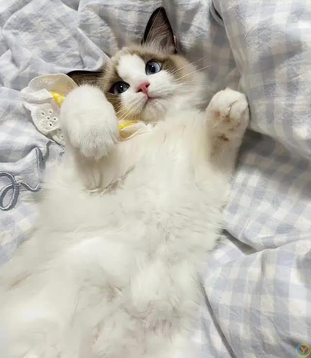 布偶猫毛发干枯打结？7招让它顺滑如丝！