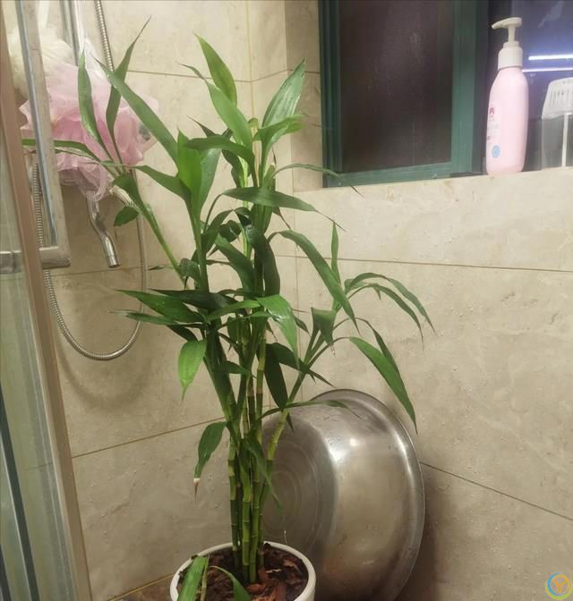 俗语：“门前不栽竹，屋后不栽树”，老祖宗的话句句在理，别不信