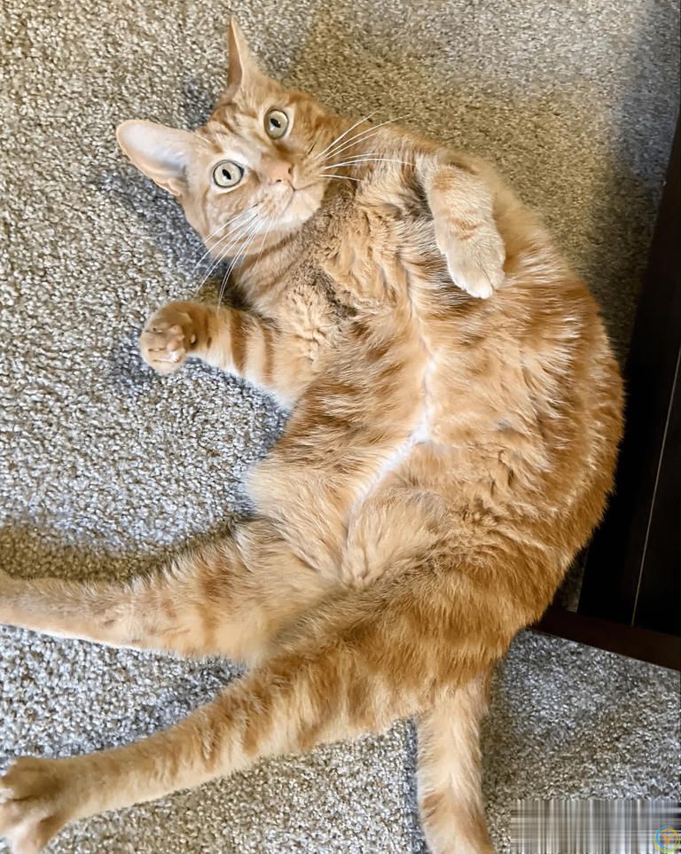 猫咪超重怎么办？教你几个给猫减肥的招儿