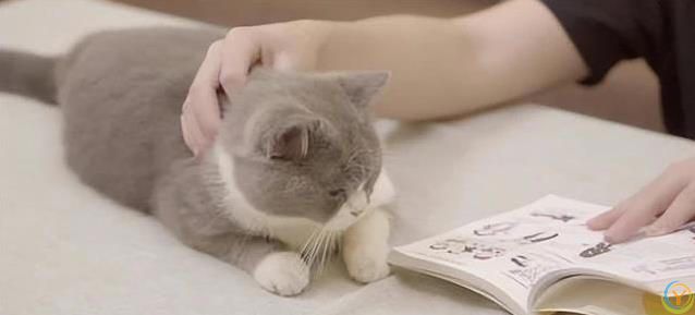 猫咪一见你就打滚撒娇，藏着3种心思，你猜对了吗？