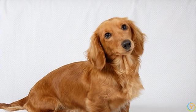 狗狗长寿之道：守护爱犬的幸福生活