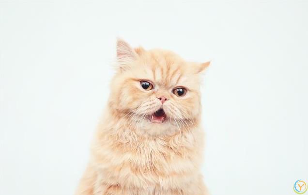 新手养猫之：如何科学引导幼猫养成良好习惯