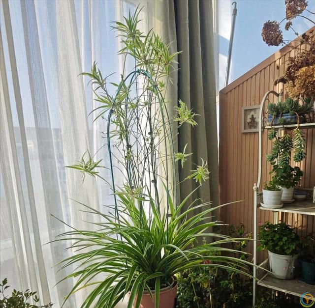 阳台摆3花，家败不旺财，阳台再大，这3种花也别养