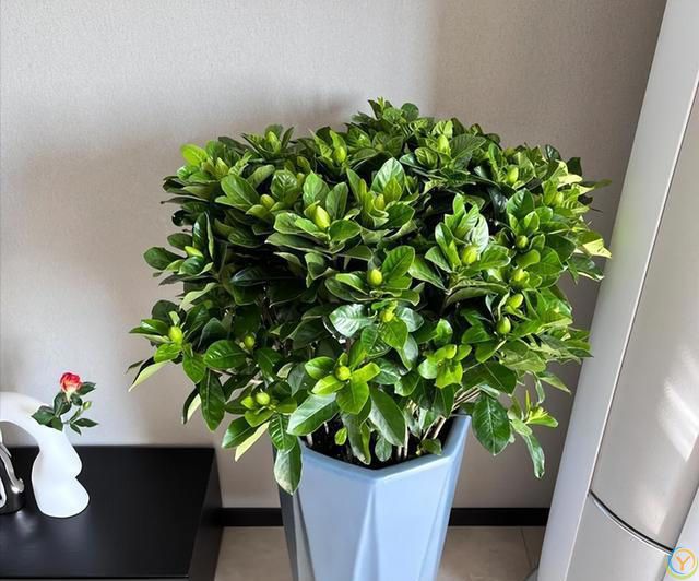 阳台摆3花，家败不旺财，阳台再大，这3种花也别养