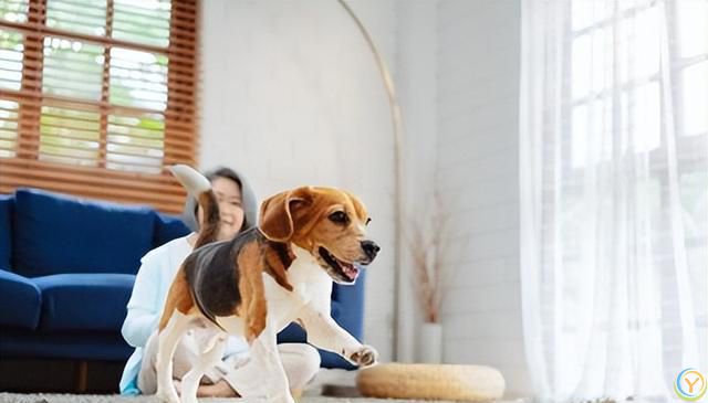 狗狗长寿之道：守护爱犬的幸福生活