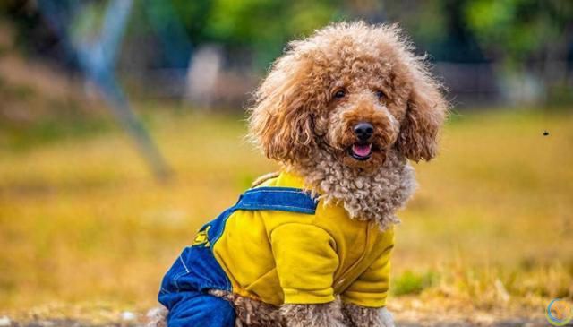 如何培养泰迪犬的独立性？逐步培养泰迪犬独立的方法！