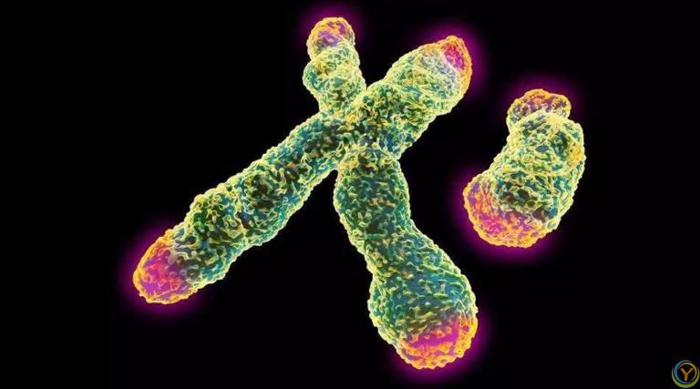 人能够实现永生吗？那要看细胞能不能永生，癌细胞就可以