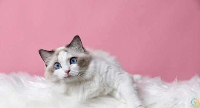 相比短毛猫，长毛猫掉毛情况更为严重，布偶猫毛打结成块怎么办？