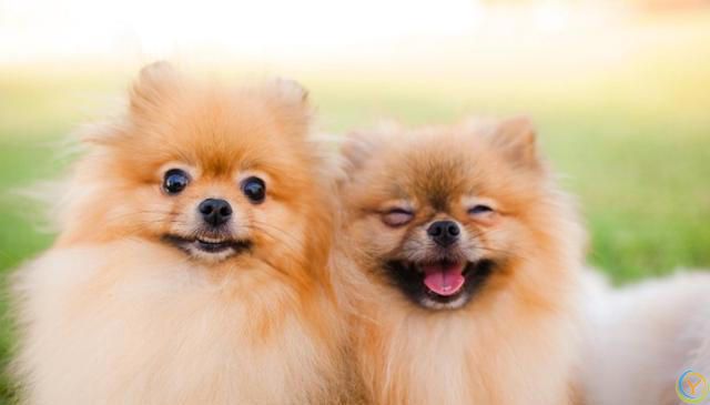 狗狗长寿之道：守护爱犬的幸福生活