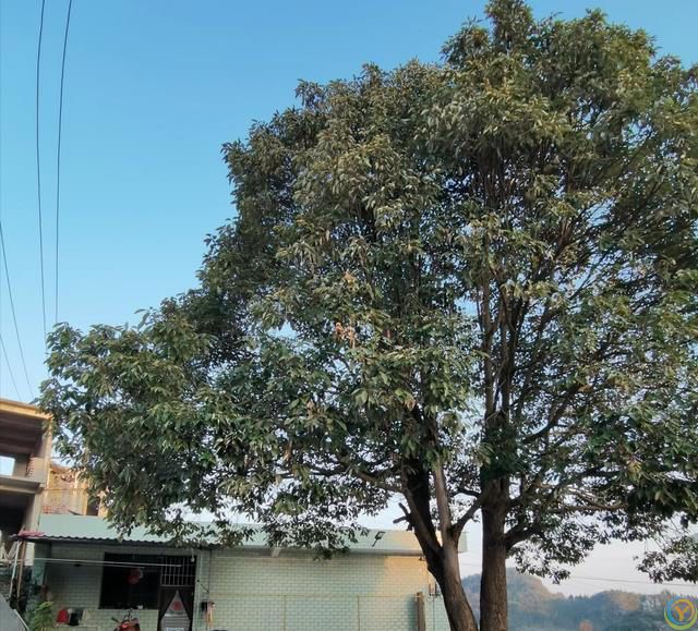 俗语：“门前不栽竹，屋后不栽树”，老祖宗的话句句在理，别不信