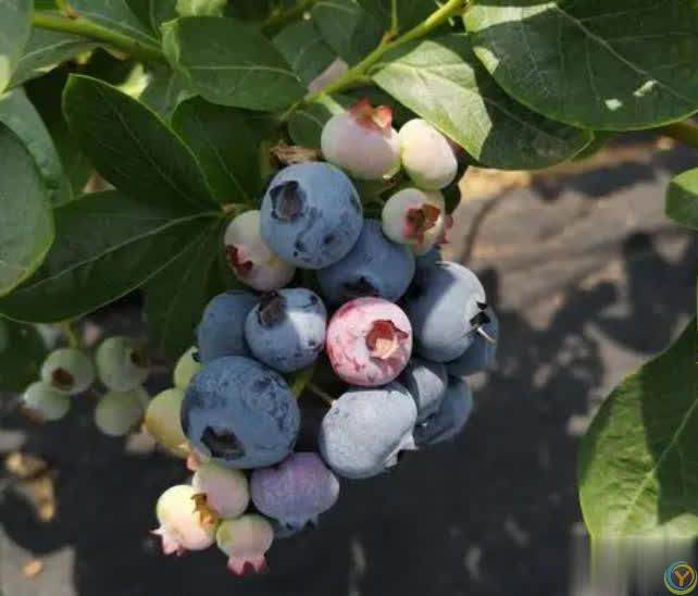 特别适合盆栽的小浆果蓝莓，做好这6点，轻松实现蓝莓果自由！