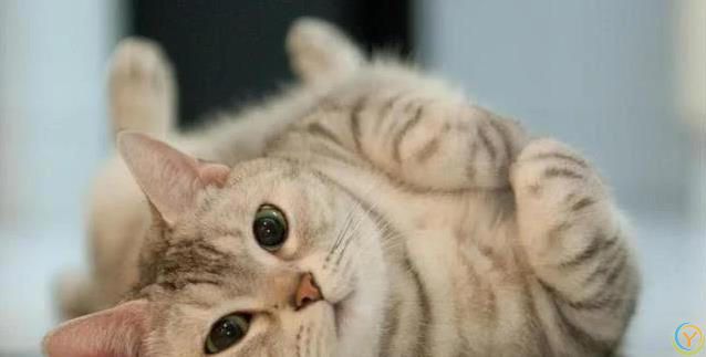 猫咪一见你就打滚撒娇，藏着3种心思，你猜对了吗？