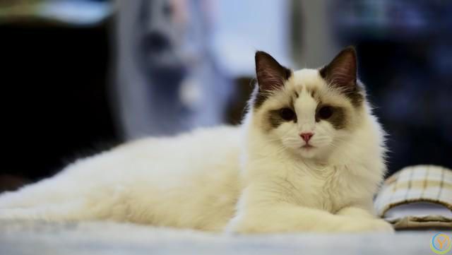 相比短毛猫，长毛猫掉毛情况更为严重，布偶猫毛打结成块怎么办？