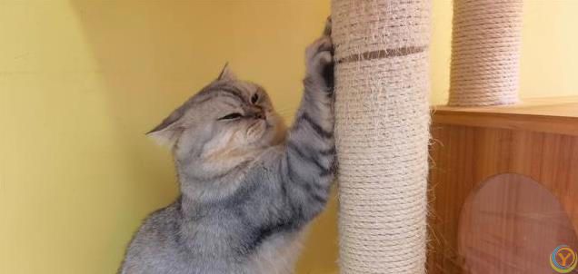 新手养猫之：如何科学引导幼猫养成良好习惯