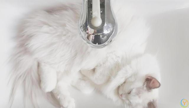 相比短毛猫，长毛猫掉毛情况更为严重，布偶猫毛打结成块怎么办？