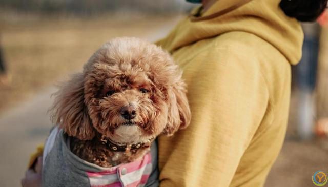 如何培养泰迪犬的独立性？逐步培养泰迪犬独立的方法！