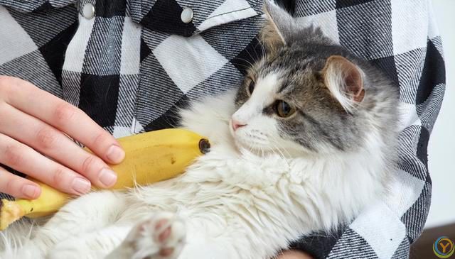 猫咪能否吃香蕉？营养益处与喂养注意事项全解析