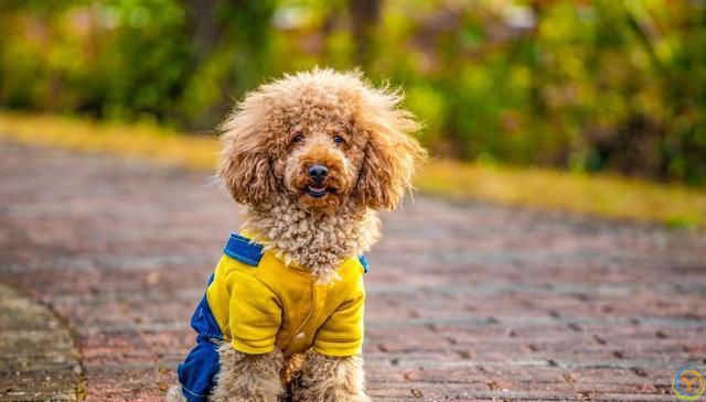 如何培养泰迪犬的独立性？逐步培养泰迪犬独立的方法！