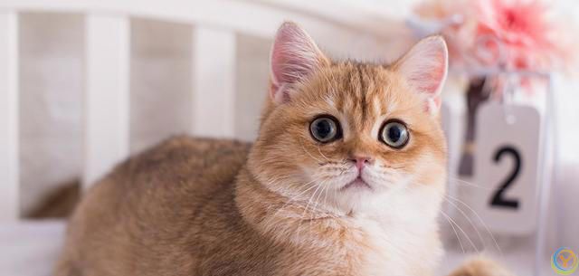 被宠物猫抓咬了要打狂犬疫苗吗？有什么危险？