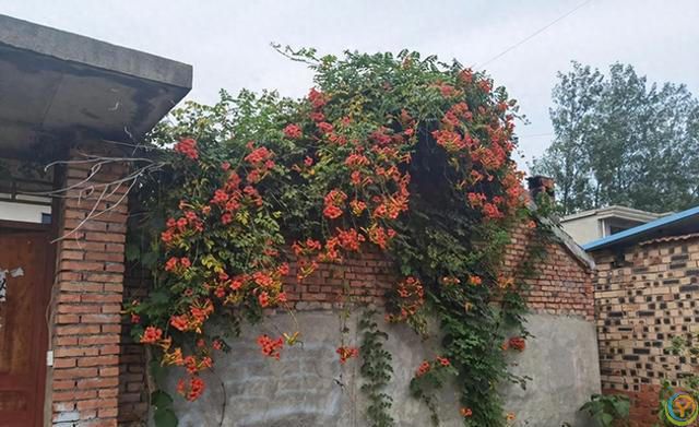 阳台摆3花，家败不旺财，阳台再大，这3种花也别养