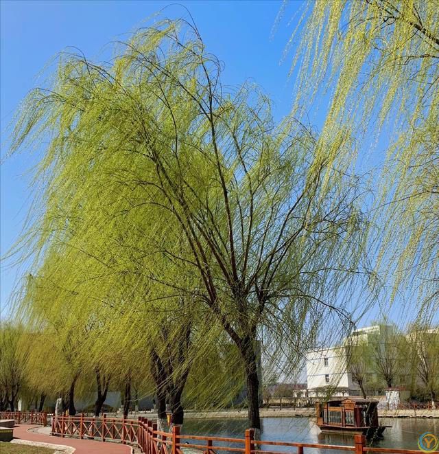 俗语：“门前不栽竹，屋后不栽树”，老祖宗的话句句在理，别不信