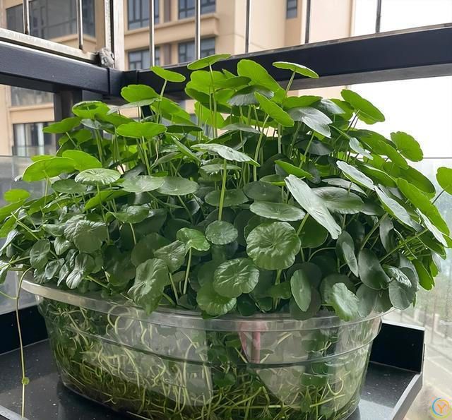 阳台摆3花，家败不旺财，阳台再大，这3种花也别养