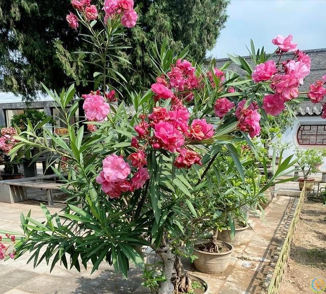 阳台摆3花，家败不旺财，阳台再大，这3种花也别养