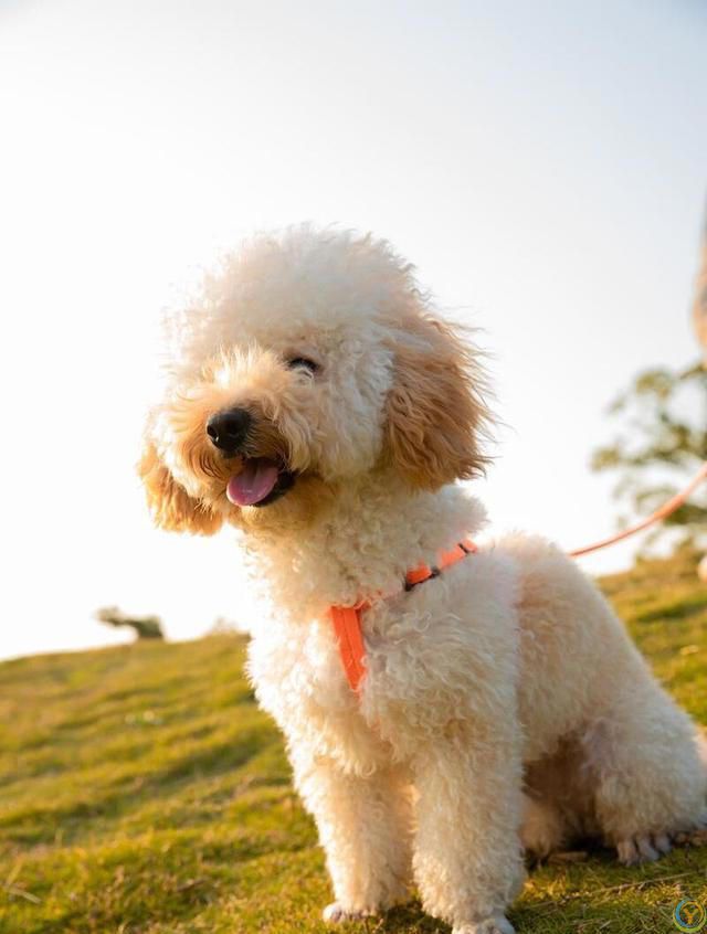 如何培养泰迪犬的独立性？逐步培养泰迪犬独立的方法！