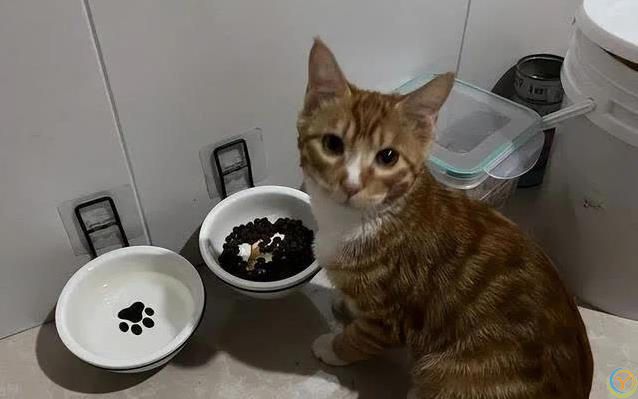 猫咪一见你就打滚撒娇，藏着3种心思，你猜对了吗？