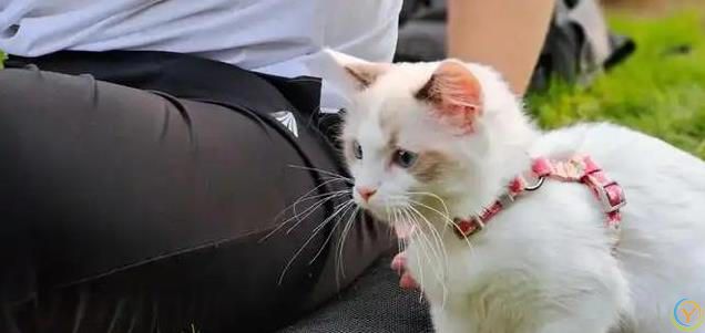 新手养猫之：如何科学引导幼猫养成良好习惯