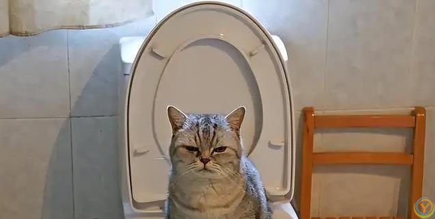 新手养猫之：如何科学引导幼猫养成良好习惯