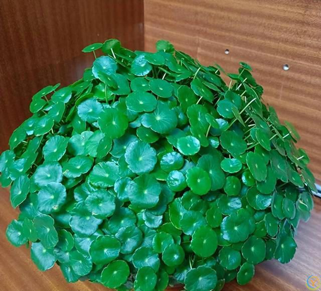 阳台摆3花，家败不旺财，阳台再大，这3种花也别养