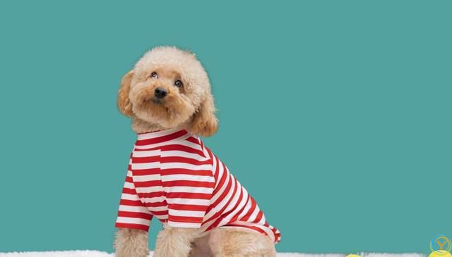 如何培养泰迪犬的独立性？逐步培养泰迪犬独立的方法！