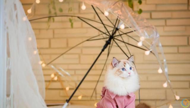 相比短毛猫，长毛猫掉毛情况更为严重，布偶猫毛打结成块怎么办？