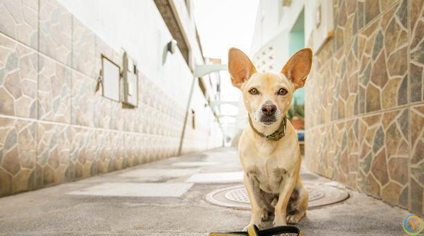 宠物和幸福：如何通过你的宠物获得幸福与快乐？